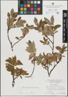Foto von Salix hastata L.